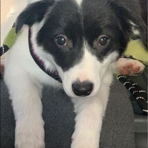 Meet your Posher, Grace